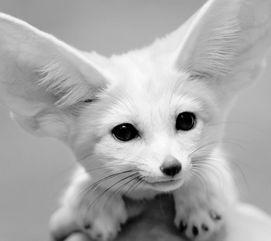 狍子先生爆料视频播放全集,背后惊人真相大曝光  第3张